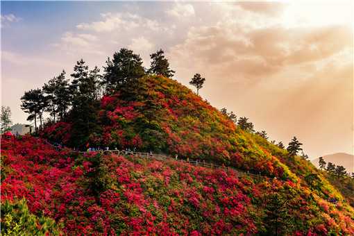 杜鹃花开遍山野是什么景象