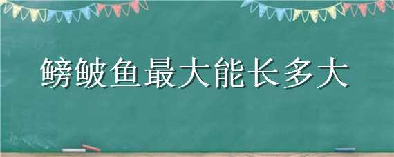 鳑鲏鱼最大能长多大