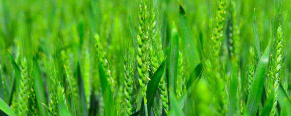 小麦孕穗期的管理（小麦孕穗期的管理措施）