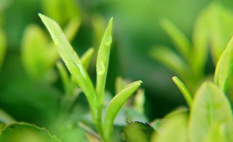 茶树种植中茶芽瘿蚊的防控技术