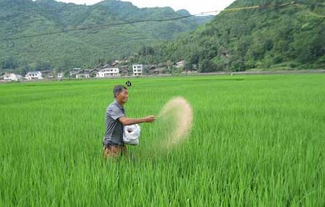 水稻需肥规律与施肥技术