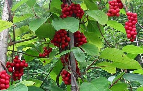 五味子茶的功效与作用及做法