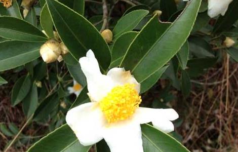 以醋代药防治茶叶病虫害