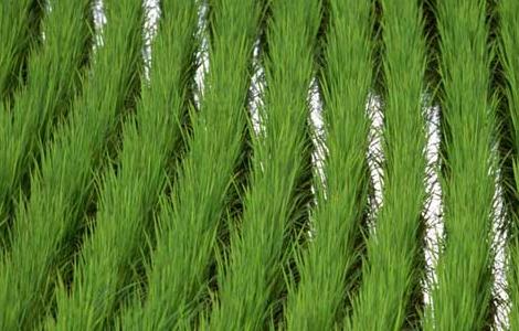 水稻较早移栽可获高产 水稻地区栽培技术 最早