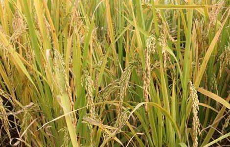 假劣杂交水稻种子的辨别方法（假劣杂交水稻种子的辨别方法有哪些）