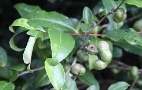 白茶的种植技术