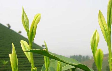 白茶的种植技术