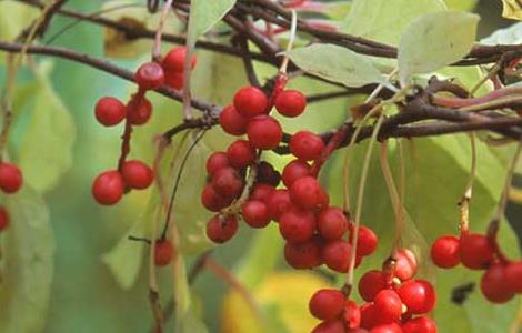 五味子茶的功效与作用及做法