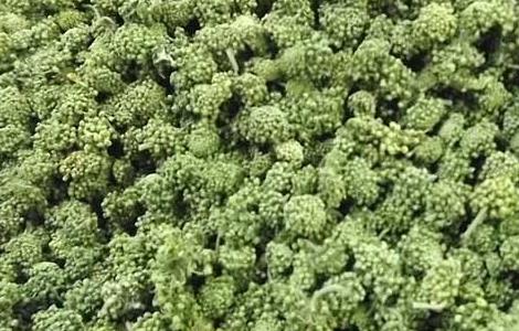 三七花的功效与作用