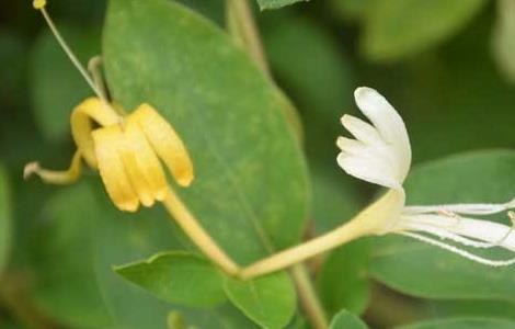 金银花有什么副作用