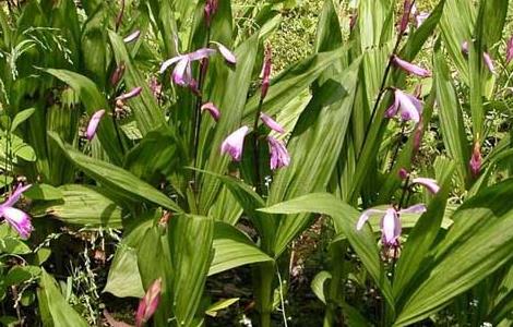 小白芨的功效与作用