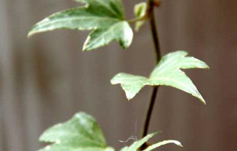 常春藤的功效与作用