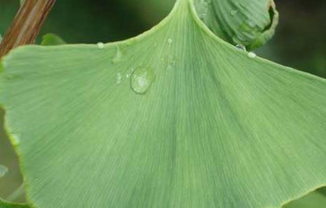 银杏叶的功效与作用