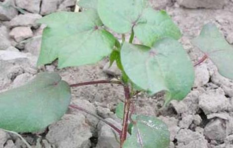 棉花苗期管理技术