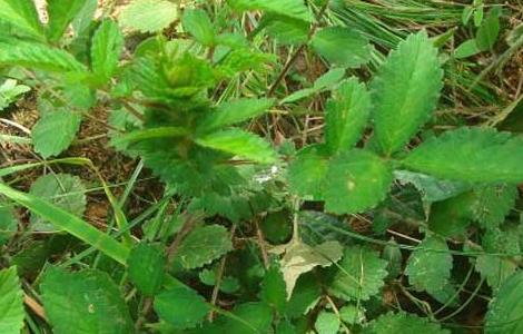 仙鹤草泡水喝的功效 白茅根配仙鹤草泡水喝的功效