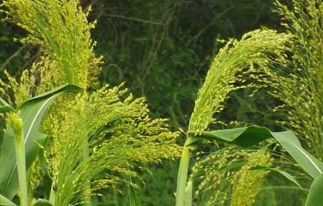 高粱什么时候传入中国