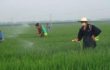 水稻拔节长穗期的田间管理技术