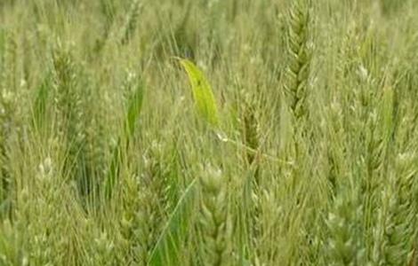 小麦早衰的原因及防治方法