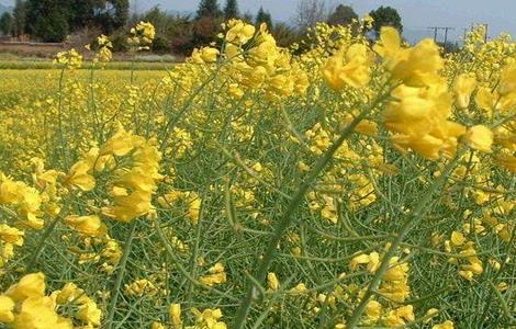 油花菜常见病害及防治（油花菜常见病害及防治措施）