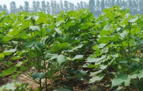 棉花吐絮期的管理要点