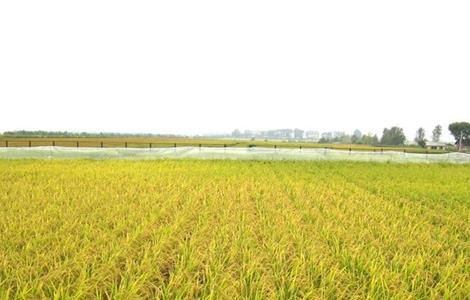 田间管理 水稻 夏季