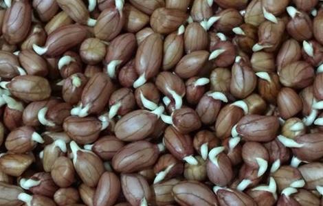 花生的催芽方法