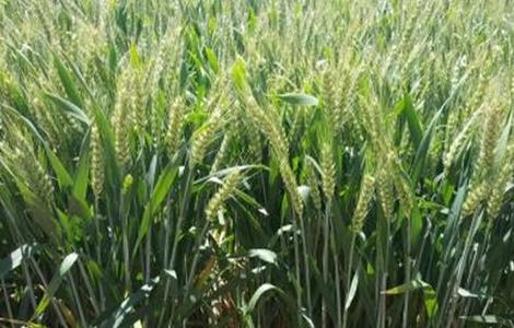 水稻根部 缺氧原因 防治方法