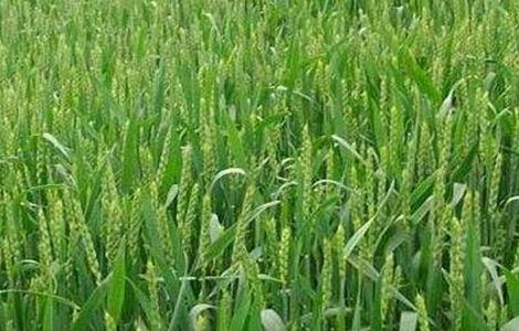 种植小麦 优点 深耕