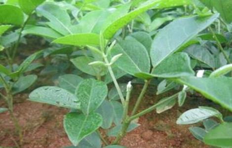 牛大力该怎么种植