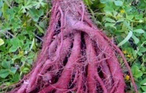 田间管理 丹参 方法