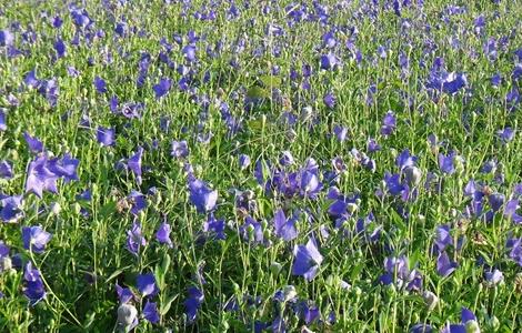 桔梗 种植 方法