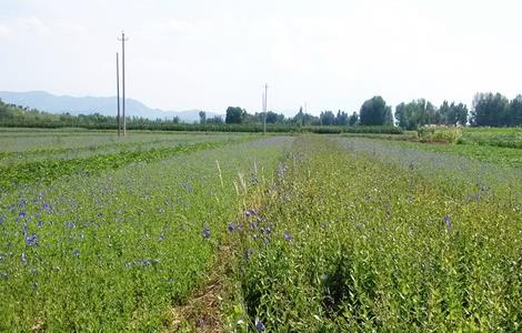 桔梗 种植 方法