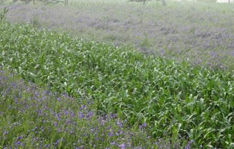 桔梗 种植 方法