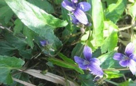 紫花地丁的种植方法 紫花地丁怎么种植方法