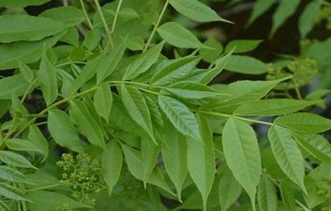 川楝子的种植方法 川楝子植物