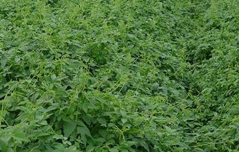 绞股蓝病虫害的防治方法