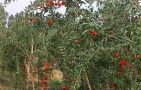 地骨皮的种植技术