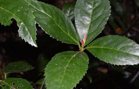 肿节风的种植技术 肿节风种植效益