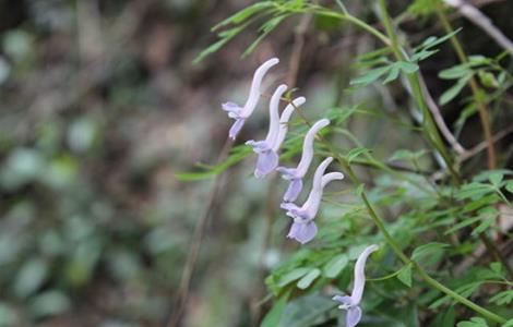 夏天无的种植技术