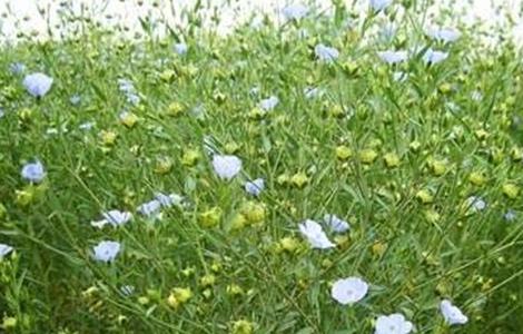 如何提高 亚麻 产量