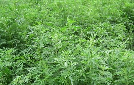 益母草 种植 注意事项