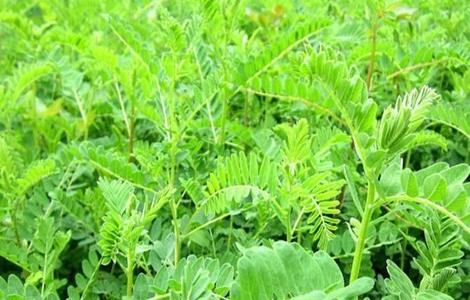 黄芪 怎么 管理