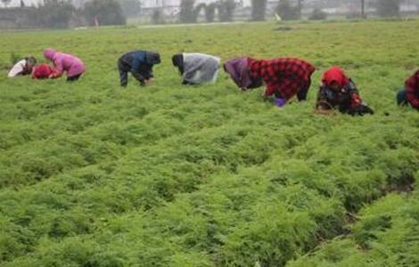 川芎 田间管理 要点
