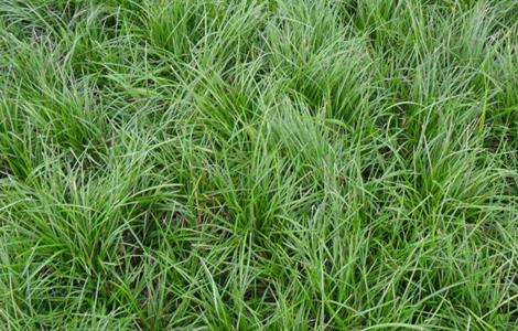 麦冬 怎么 种植