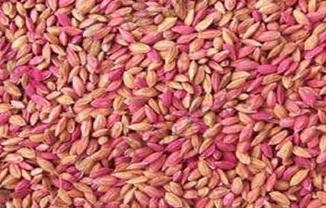 小麦种子 播种前 处理