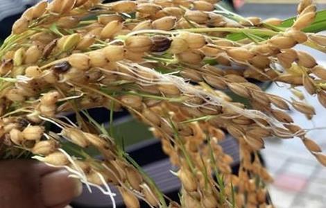 水稻穗发芽原因及预防方法