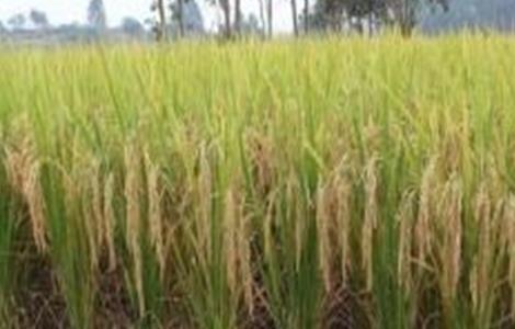 水稻种植后生长缓慢的原因 水稻生长缓慢怎么办