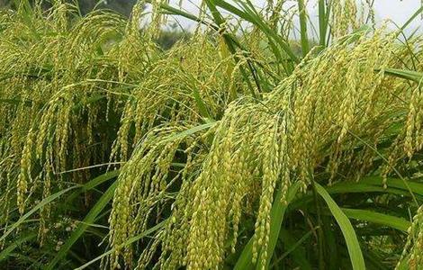 粳米种植技术 粳米种植方法