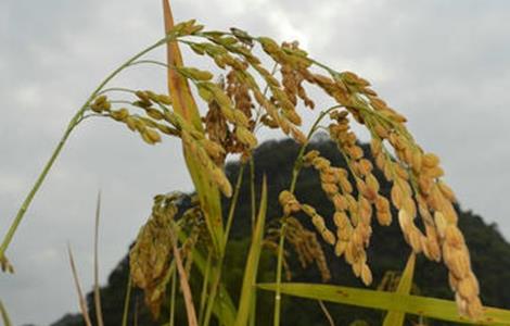 粳米 种植 技术