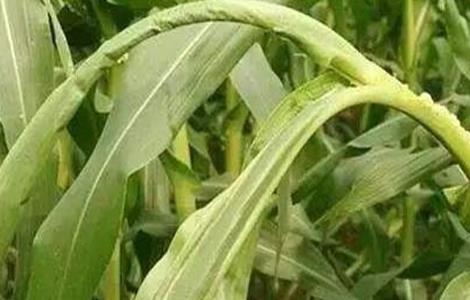 玉米心叶打卷怎么办